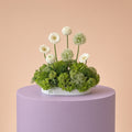 The Lime Allium Meadow