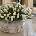 60 White Beauty Tulips