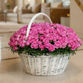 Dark Pink Rose Basket