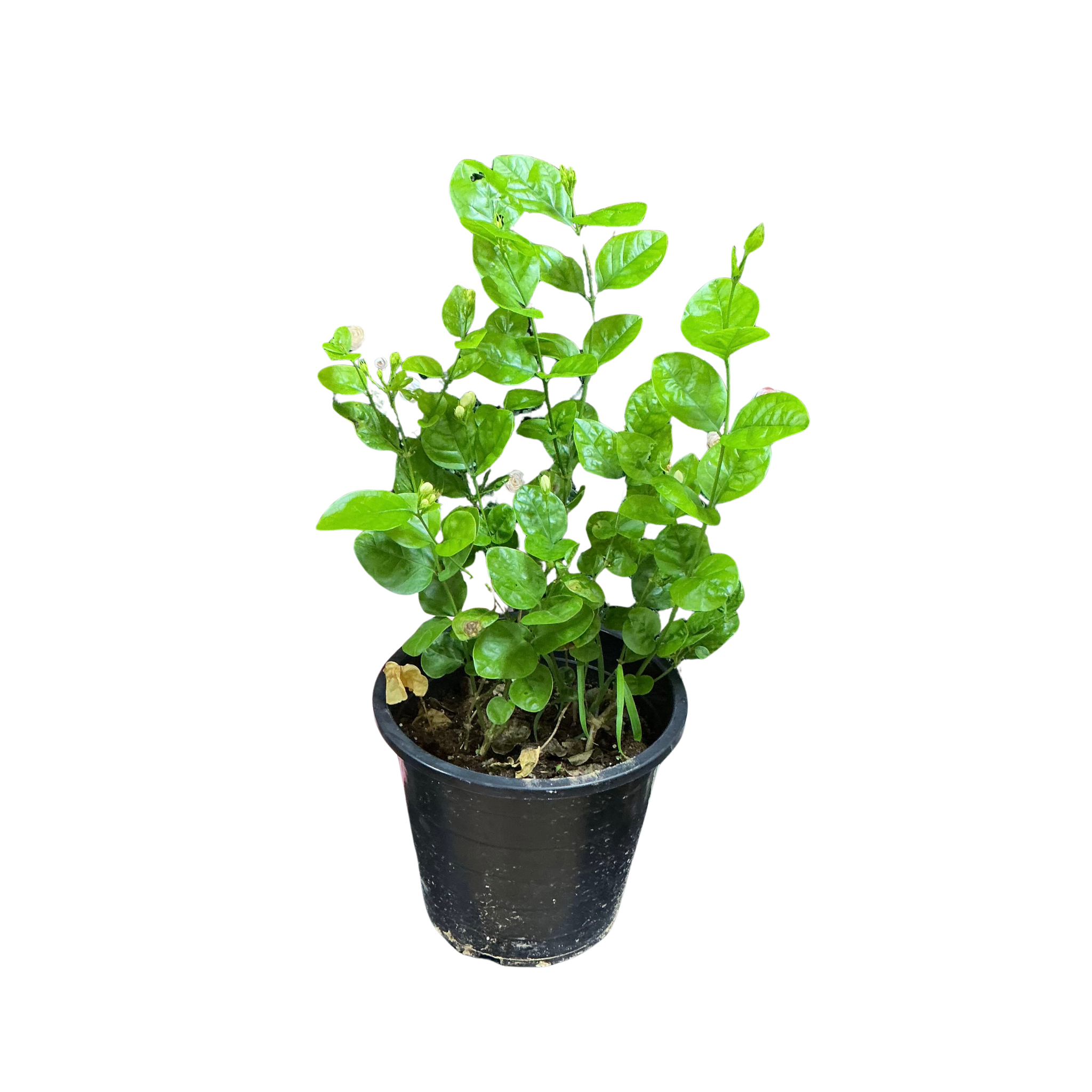 Arabian Jasmine