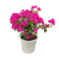 Bougainvillea