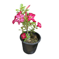 Desert Rose