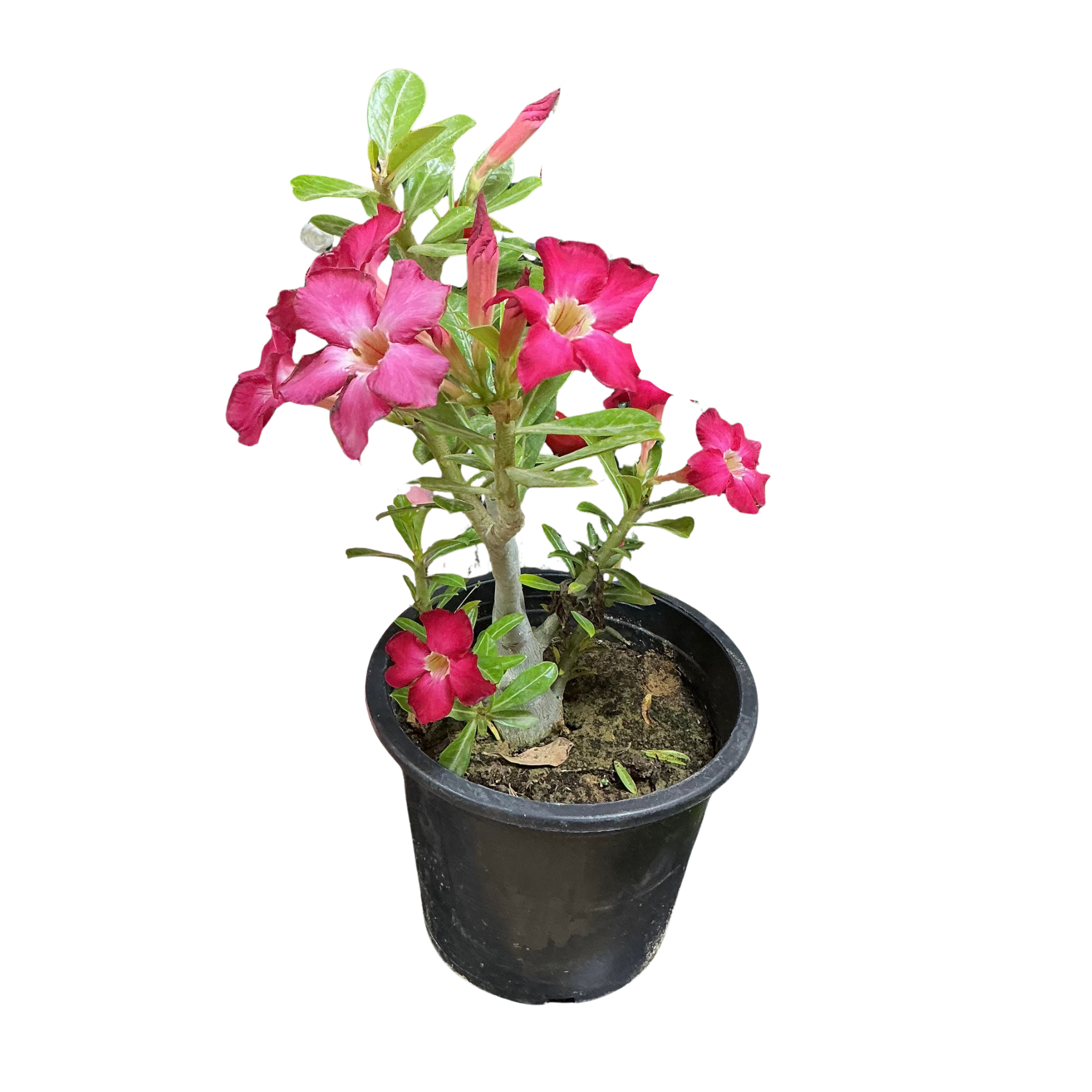 Desert Rose