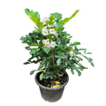 Yemen Jasmine