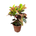 Croton