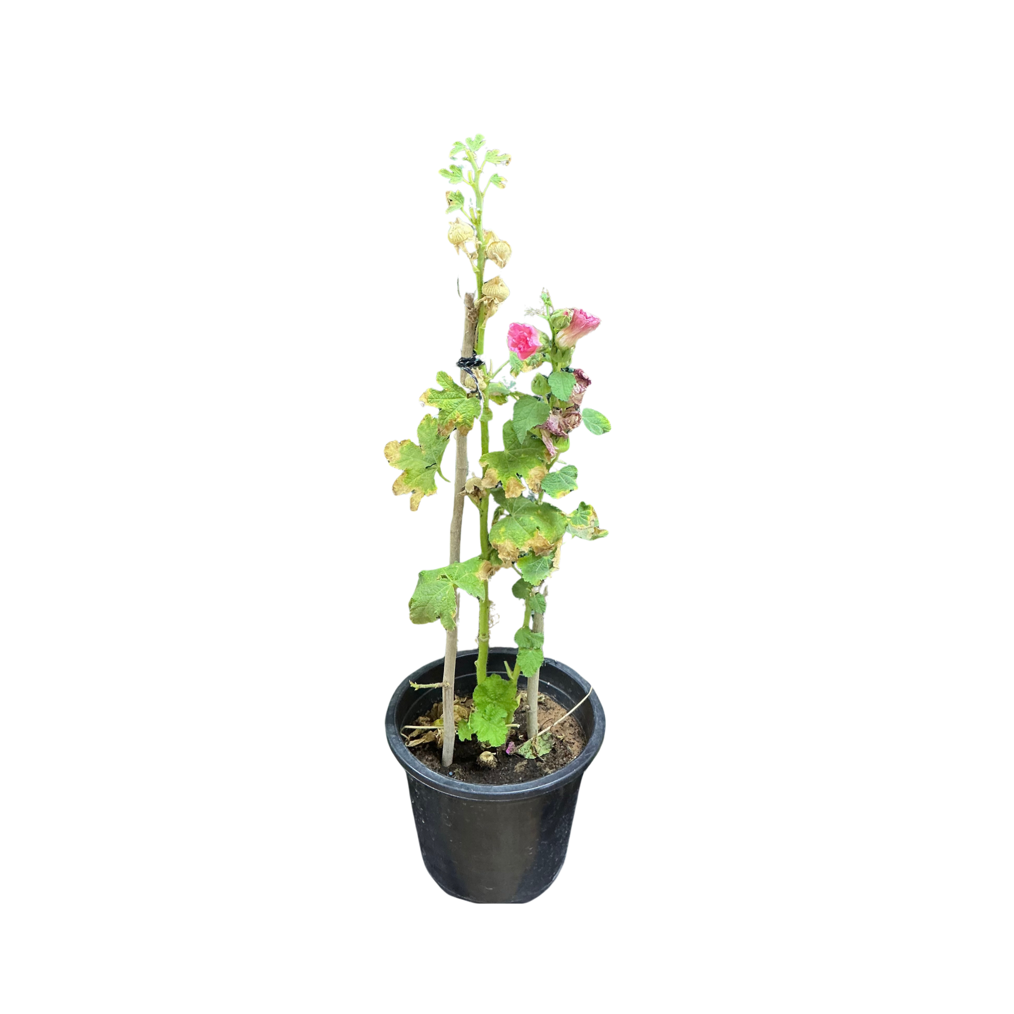 Hollyhock Pink