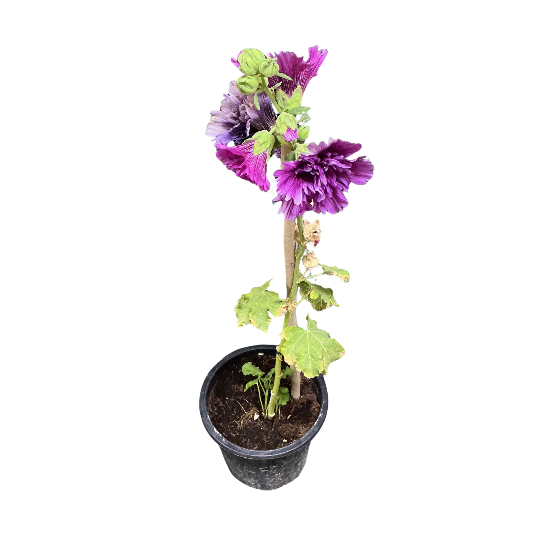 Hollyhock (purple)